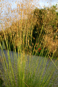 Stipa gigantea